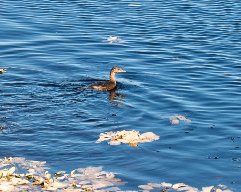 Pied-billed Grebe