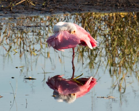 Roseate Spoonbill (photo taken 11/11/2014 on Myakka River in Myakka River State Park)