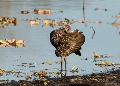 Limpkin