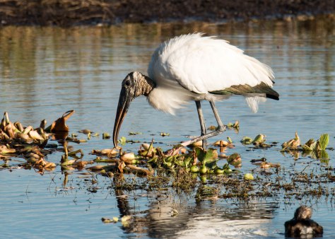 Wood Stork Searching for Breakfast