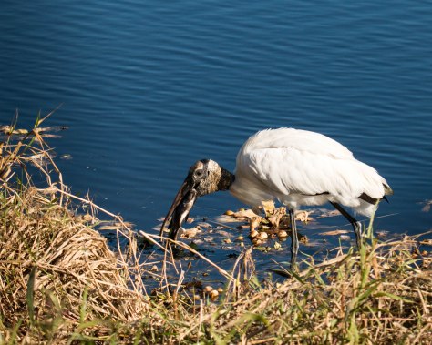 "I finally got one!"