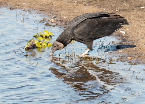 A Beauty and the not-so-pretty.