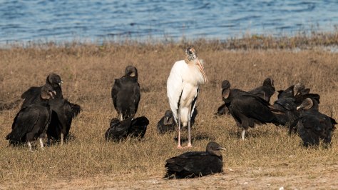 Lord of the Vultures