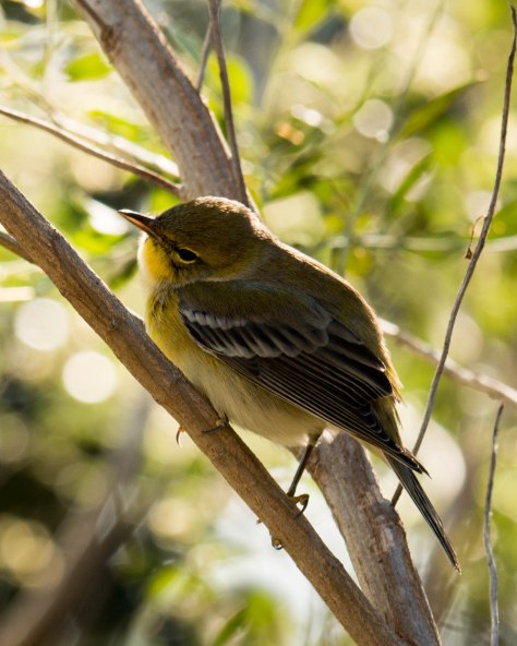 Pine Warbler