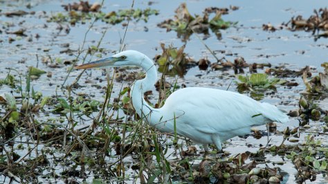 Great White Heron