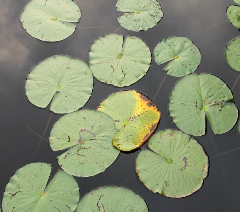 Lily Pads in early, cloudy light