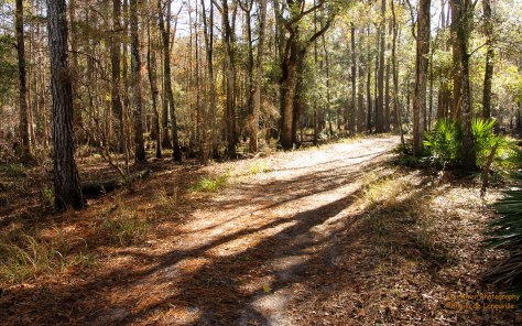 A Stroll Through the Woods