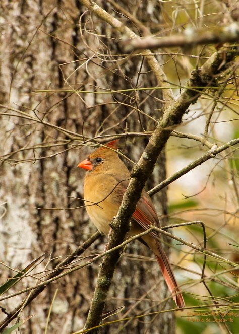 Northern Cardinal (female)