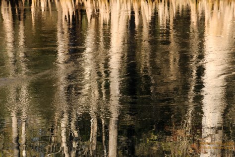 Artsy Cypress Trees