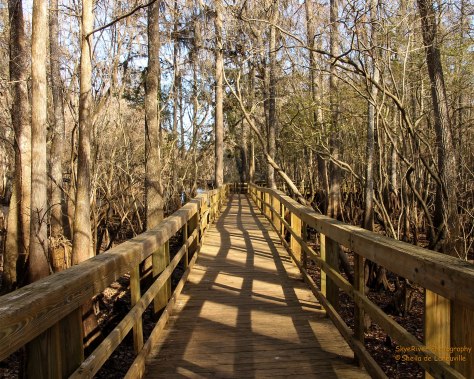 A pier leading to the Suwannee River
