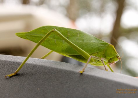 Leaf Bug
