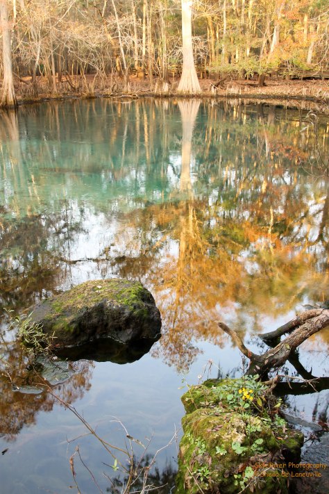 Manatee Springs is a favorite diving spot.