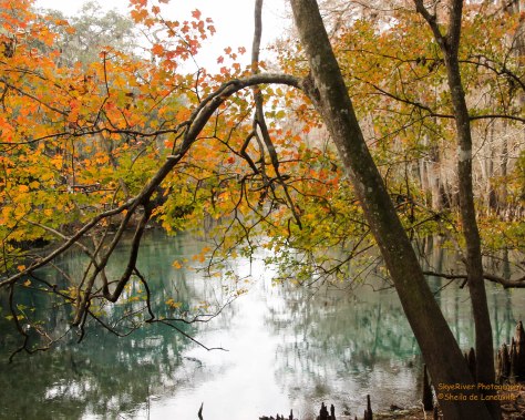 Manatee Spring - Florida's largest freshwater springs. An Inviting 72 Degrees