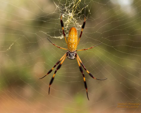 Golden Orb (female)