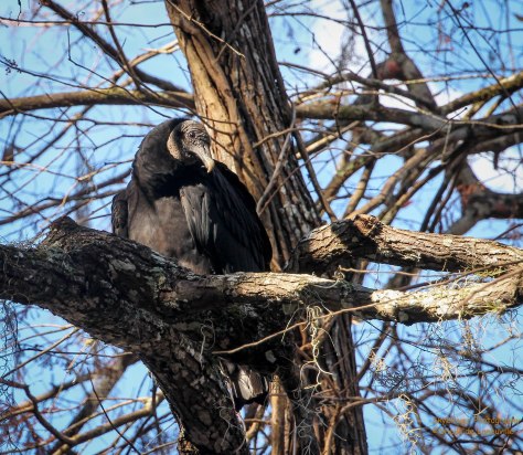 Black Vulture