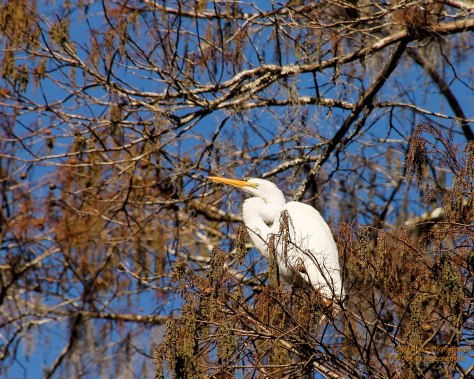 Great Egret