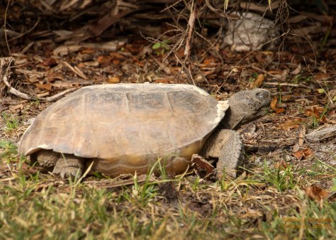 "Wish I May, Wish I Might."