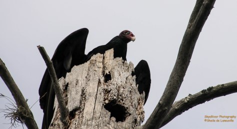 Getting ready to take off.