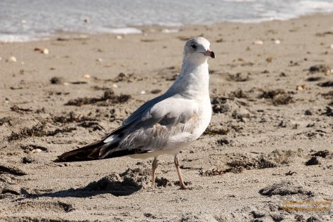 Ring-billed Gull, first winter