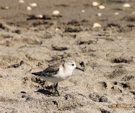 surviving the hardships of their life's dance