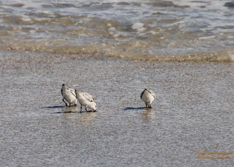 The waves go out; time to eat.