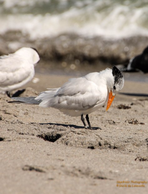 This Royal Tern said, "who put this thing on my leg?"