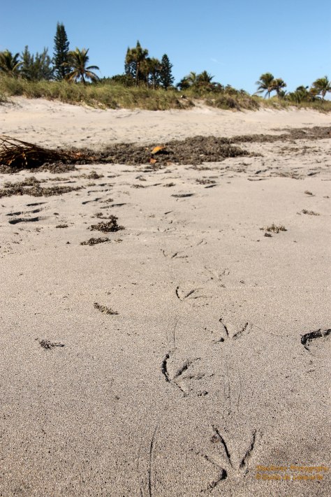 Gull prints in the sand