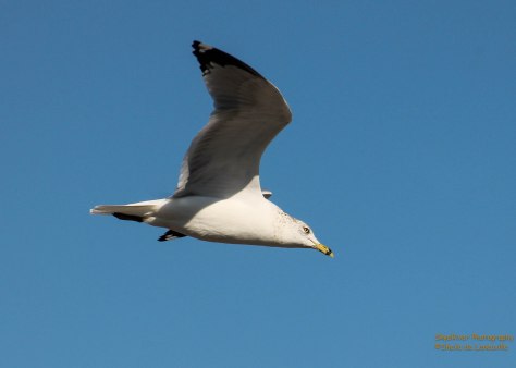 "Come soar with me!" 