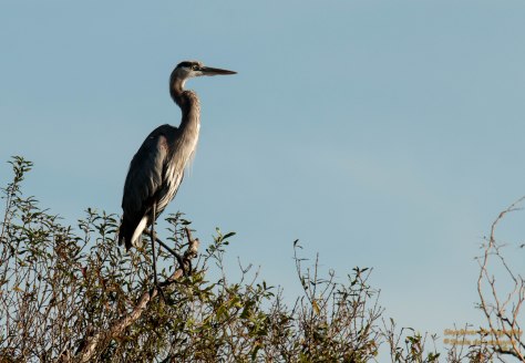 Great Blue Heron ( Myakka River State Park)