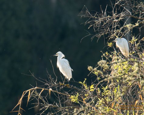 Snowy Egrets (Myakka River State Park)