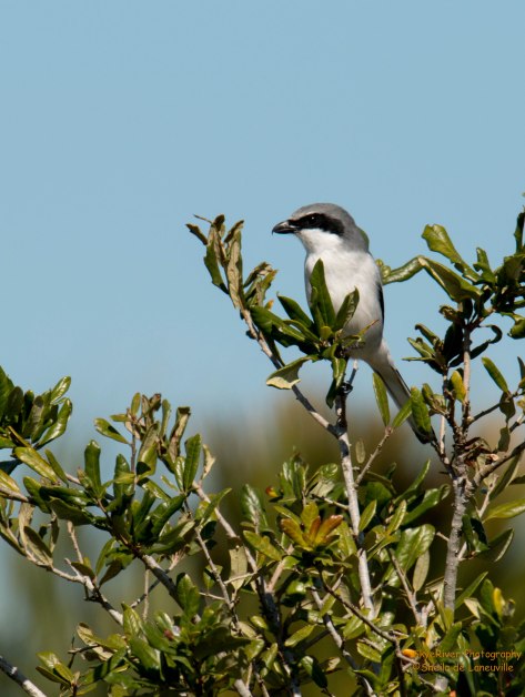 Loggerhead Shrike (near Myakka River State Park)