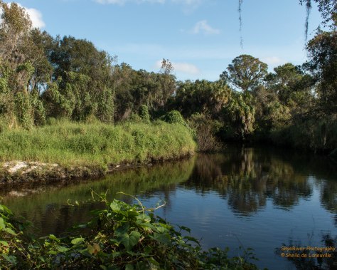 The Little Manatee River