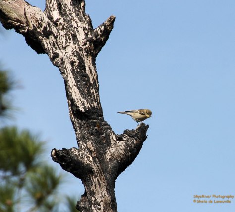 Pine Warbler