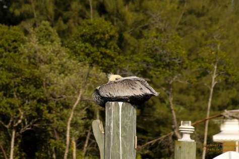 Brown Pelican