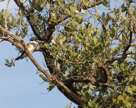 Belted Kingfisher