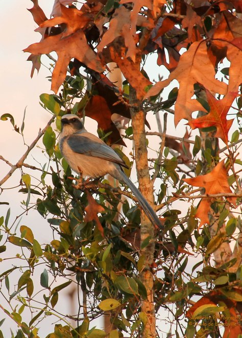 Florida Scrub Jay