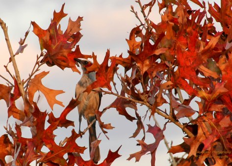 Florida Scrub Jay