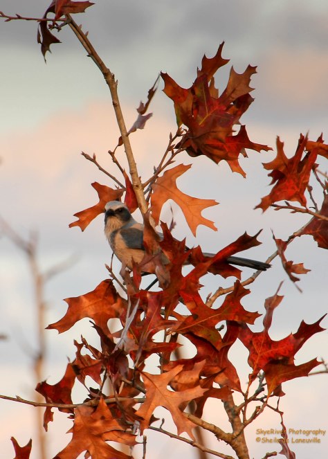 Florida Scrub Jay
