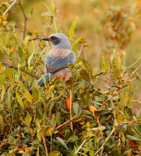 Florida Scrub Jay