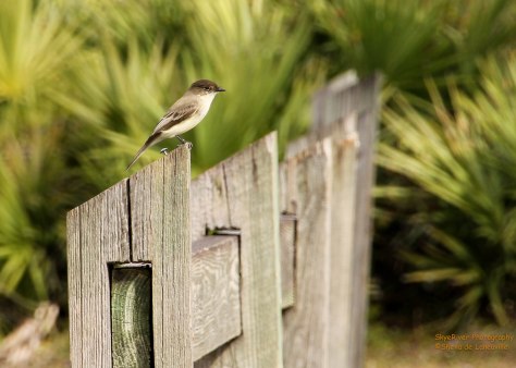 Eastern Phoebe, gray-brown above and whitish below