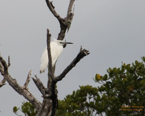 Great Blue Heron, White phase