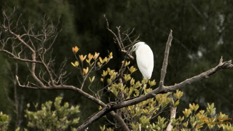 Great Blue Heron, White phase