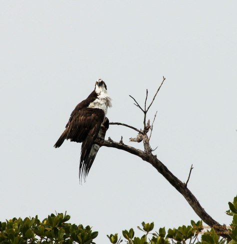 Drying its wings