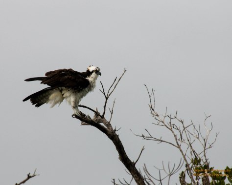 Shaking off the water after a dive for food