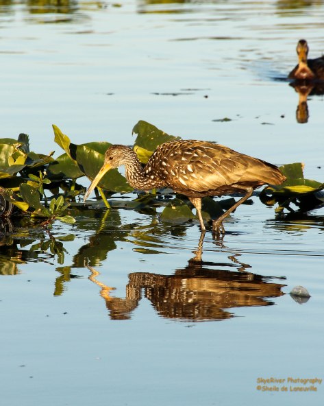 Limpkin (seen at Central Florida Fairgrounds while attending HamjCation/2015)
