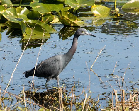 Little Blue I Love You