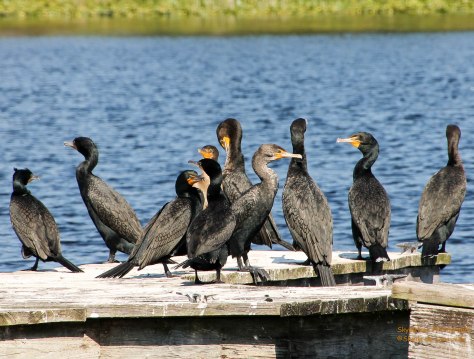Courtship at the Docks