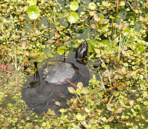 This guy was watching us from his home near the shoreline.