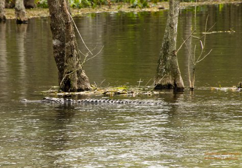 Cypress Trees out in the river.