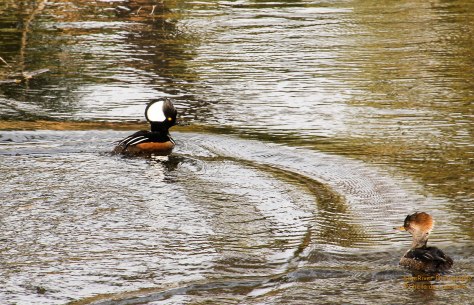 In breeding season, found on woodland ponds and rivers. Winters on fresh water.
